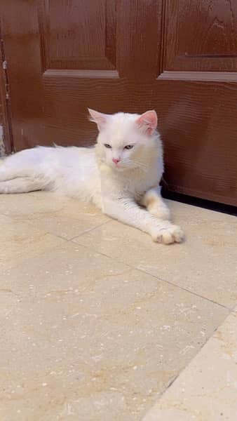 Double coated Persian male cat 1