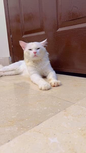 Double coated Persian male cat 2