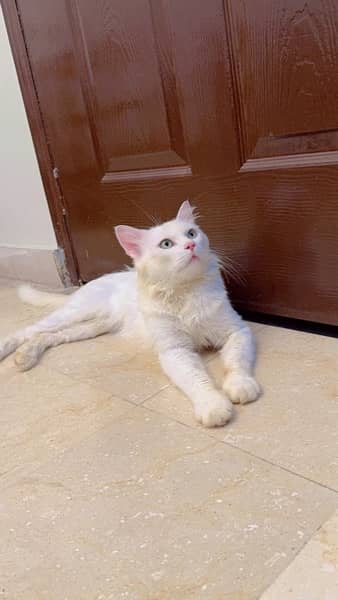 Double coated Persian male cat 3