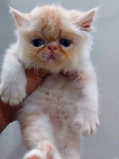 Persian Cat for sale my WhatsApp number 03276330466