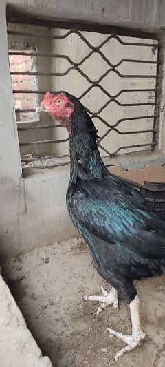 Aseel Hen Thai Cross Full Black