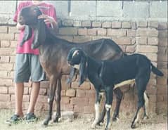 Beetal Nagra goat and and kid