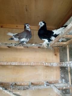 English Fantail Pigeon pair