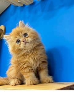 CUTE face gift quality orang persian kitten CASH ON DELIVER03254675700