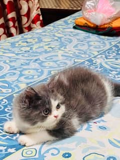 Persian Kittens / blue eyes/Kittens for sale / Persian Cats