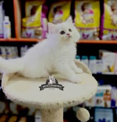 doll/punch face gift quality white persian kitten le  CASH ON DELIVER