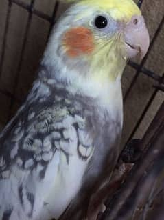 FEMALE COCKATIEL  FOR SALE