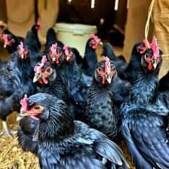 Lohman hens,Golden Desi Misri Hens, ,Hens White Layer all hens