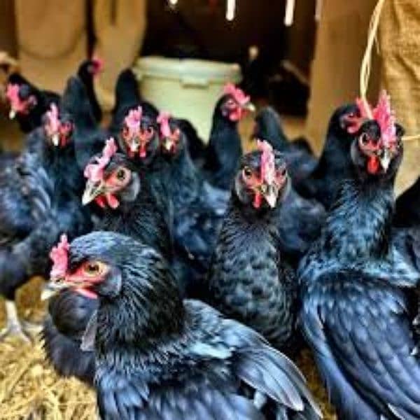 Lohman Black  hens,Lohman Brown, Eggs available(white brown) 9