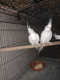 Red eye Eno cocktail breeder pair and 1 chick for sale