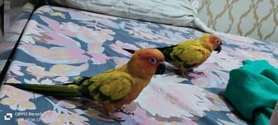 Sun conure pair Healthy and Active Alhamdulilah