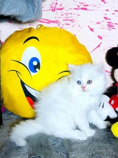 CUTE PERSIAN Gift quality WHITE ODD EYES kittens avail 032546_75700