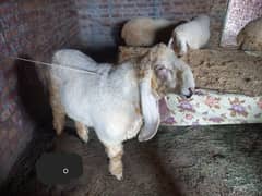 Kajla / Chatra / bakra / sheep / goat for sale