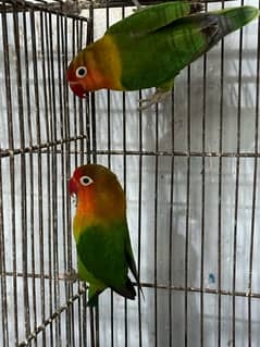 Lovebirds breeder pair. .