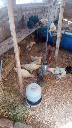 hen form healthy