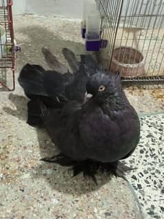 Indian Fantails Pure Black