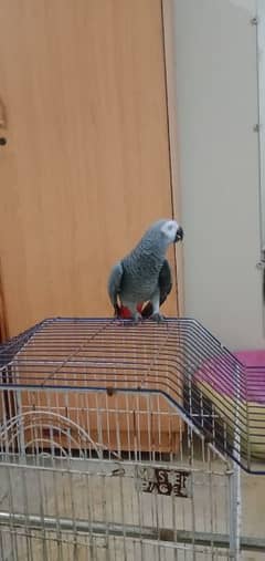 African gray parrot male