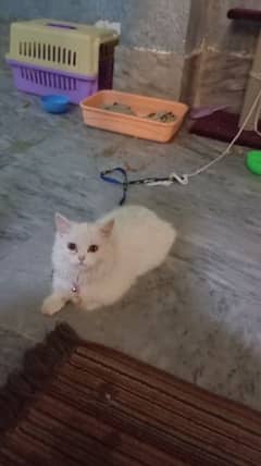 Persian cat female 8 month old 0