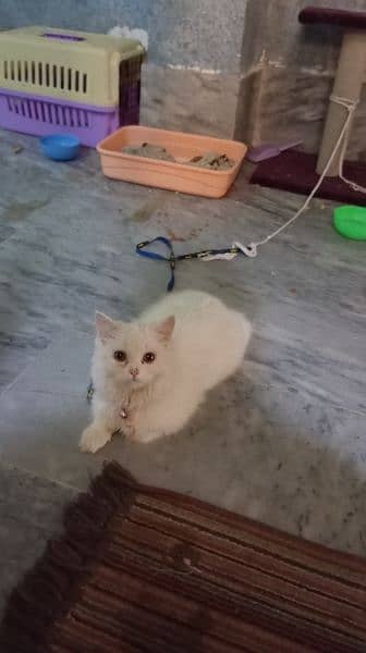 Persian cat female 8 month old 1