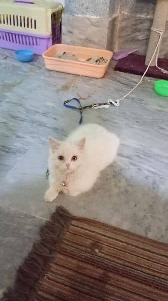 Persian cat female 8 month old 4