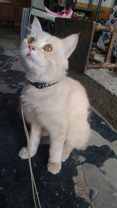 Persian tripple coat male cat