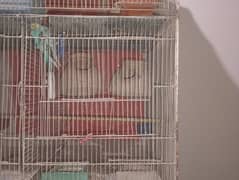 parrot & Cage for sale