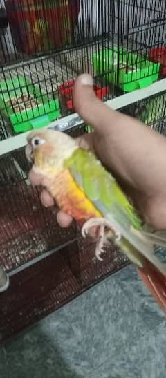 Pine Apple conure for sale