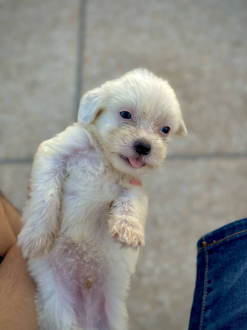 shihtzu puppies / poodle  / shitzu puppy / Dog for sale / shih 1