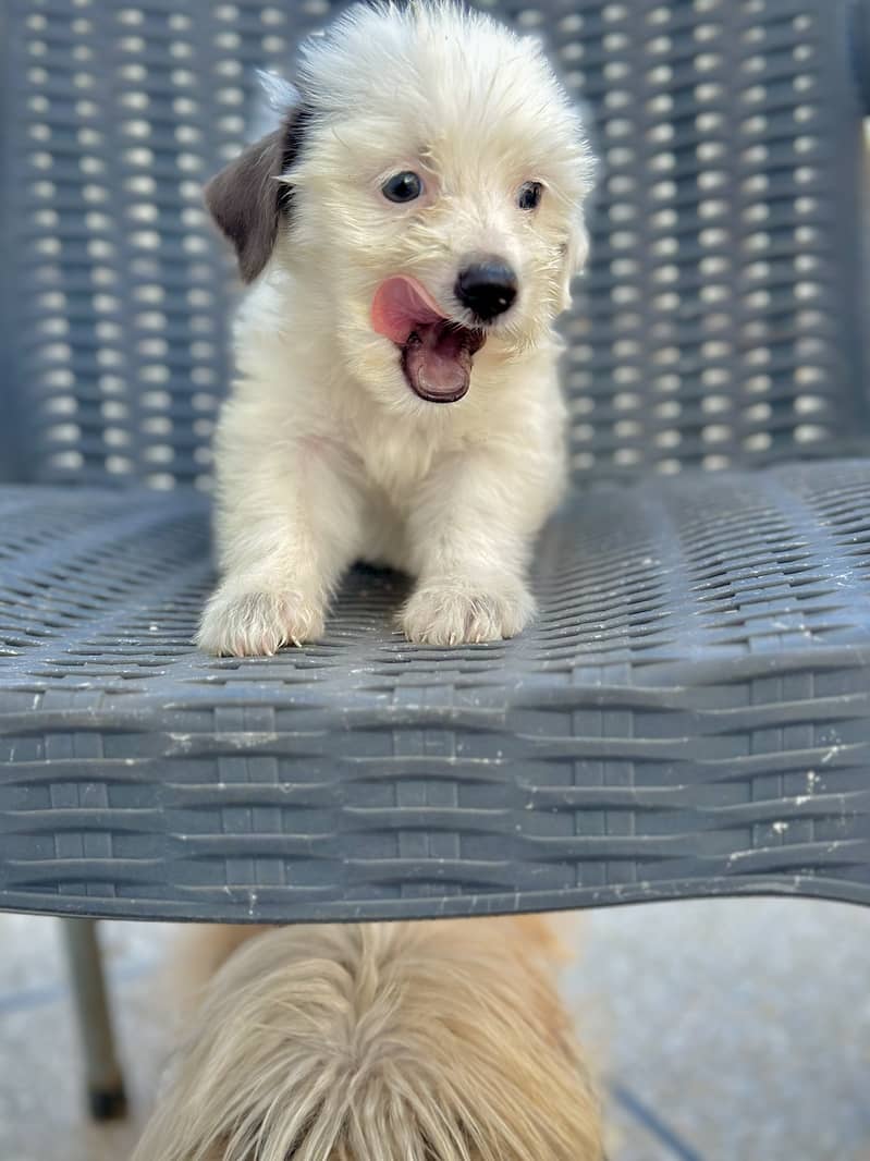 shihtzu puppies / poodle  / shitzu puppy / Dog for sale / shih 5