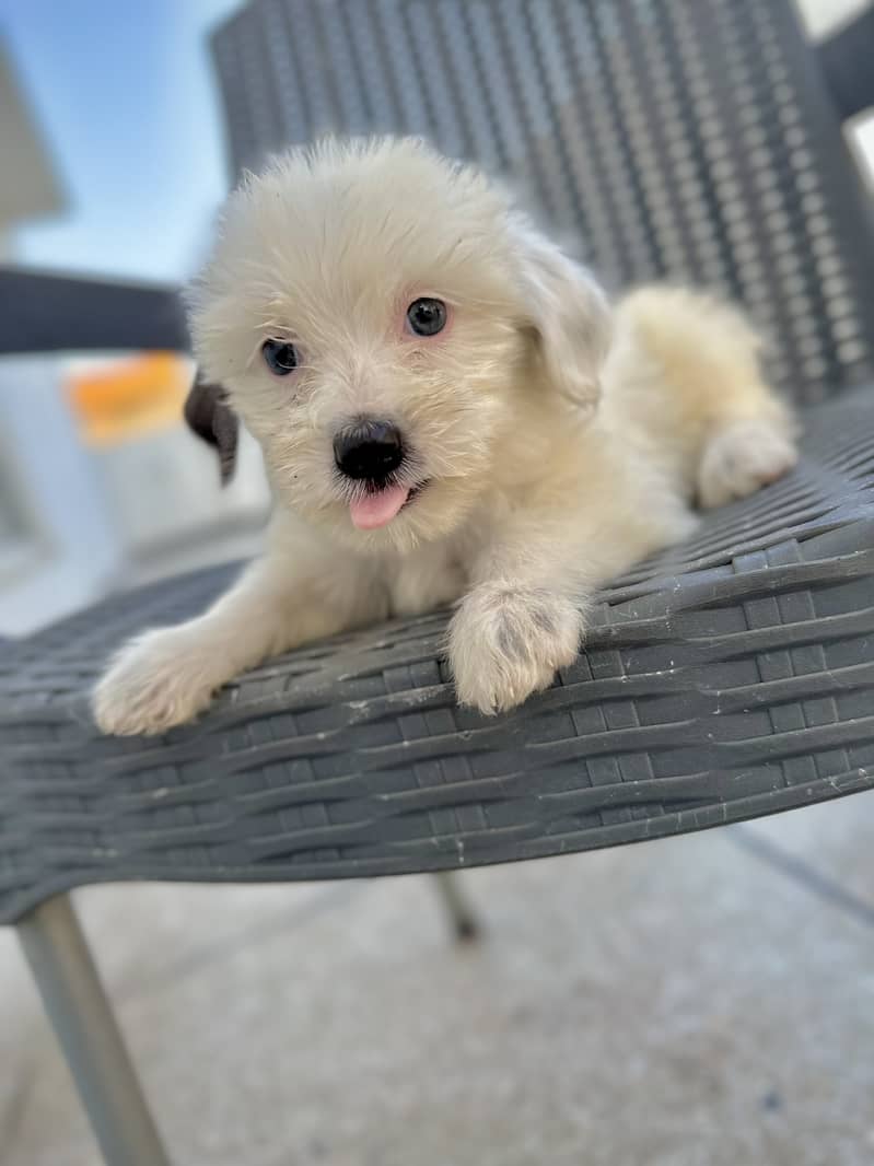 shihtzu puppies / poodle  / shitzu puppy / Dog for sale / shih 6