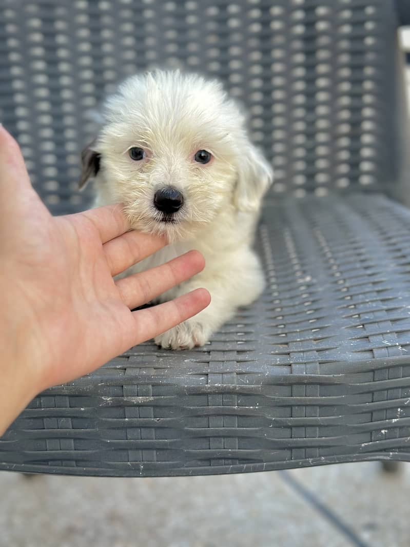 shihtzu puppies / poodle  / shitzu puppy / Dog for sale / shih 7