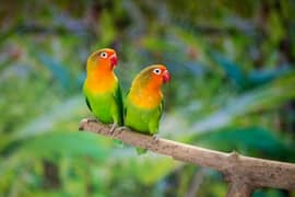 beautiful love birds