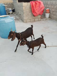 tapri bakri with 1 female kid