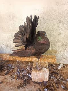 Black American Fantial pigeon