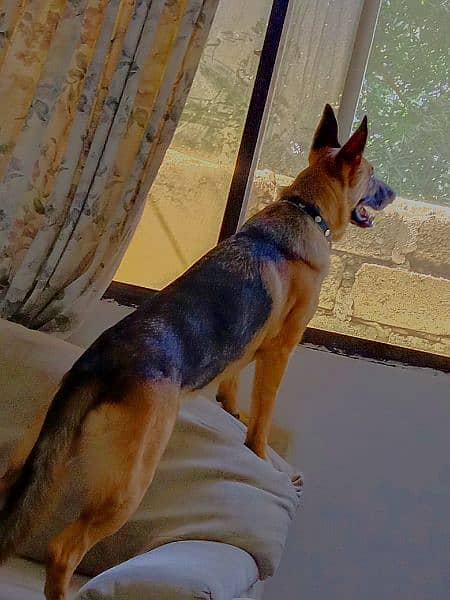 German shepherd female dog 1