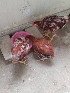 desi murgiya for sale 0