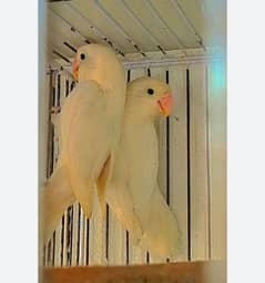 Sale Sale Sale Love birds breeder colony for sale