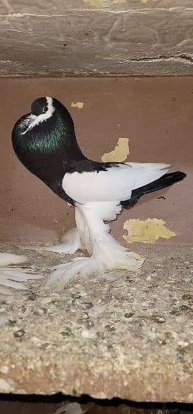 magpie pigeon fur sale healthy and active first bread krega 4