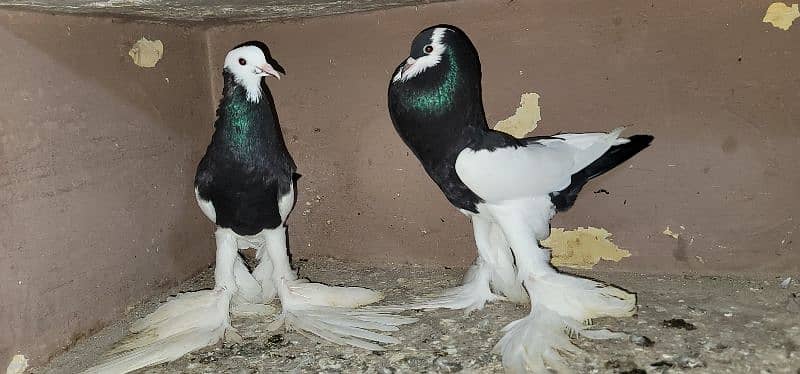 magpie pigeon fur sale healthy and active first bread krega 5