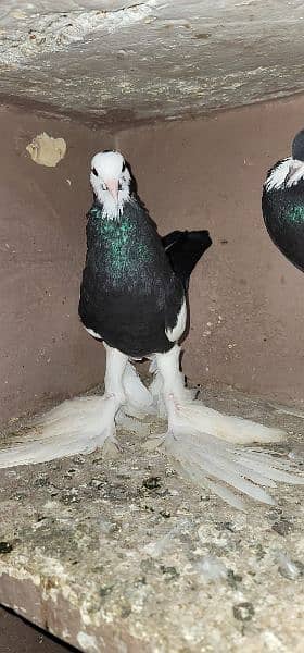 magpie pigeon fur sale healthy and active first bread krega 6