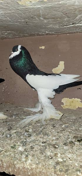 magpie pigeon fur sale healthy and active first bread krega 7