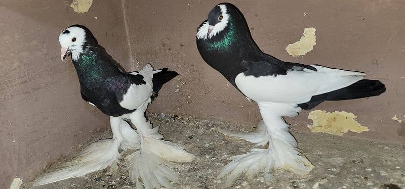 magpie pigeon fur sale healthy and active first bread krega 8