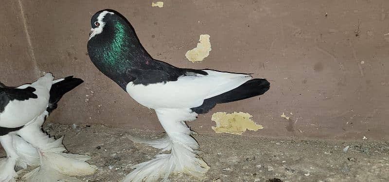 magpie pigeon fur sale healthy and active first bread krega 9