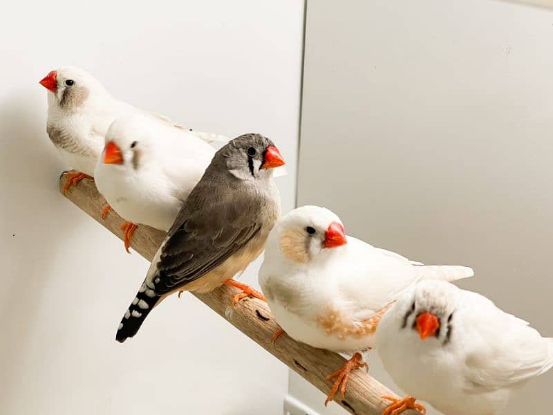 White Finch Breeder Pair 1