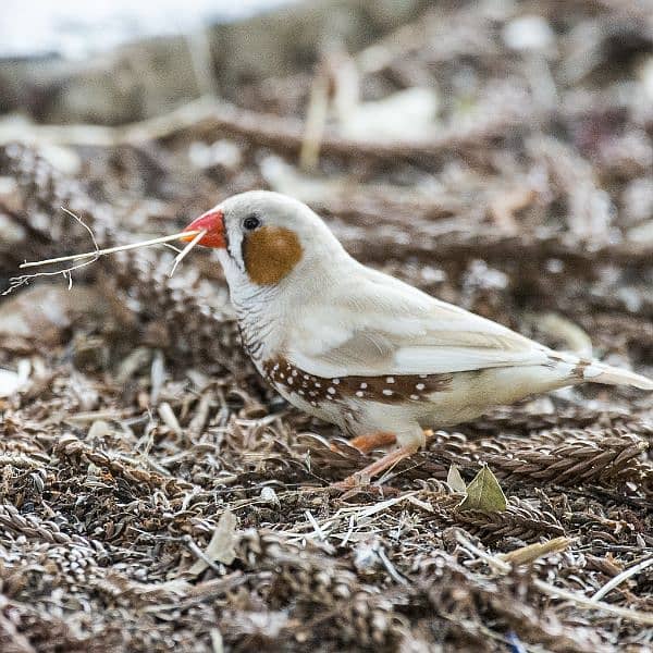 White Finch Breeder Pair 2