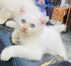 Pure Persian triple coated kitten