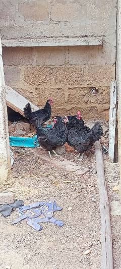 Andy dene wali Australorp available hain