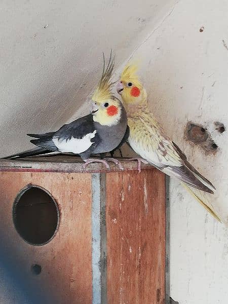 Exhibition Cockatiel Breeder Pair 0