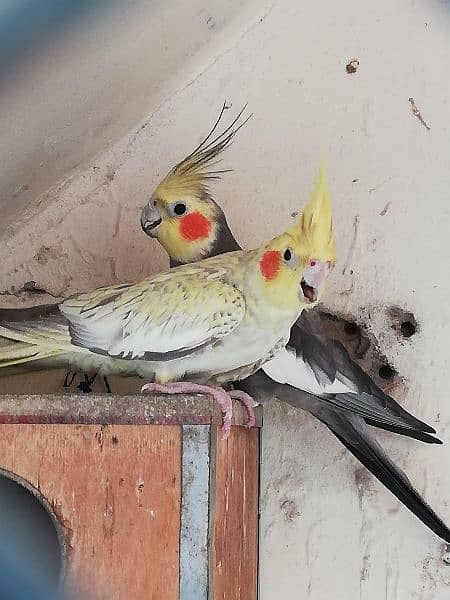 Exhibition Cockatiel Breeder Pair 1