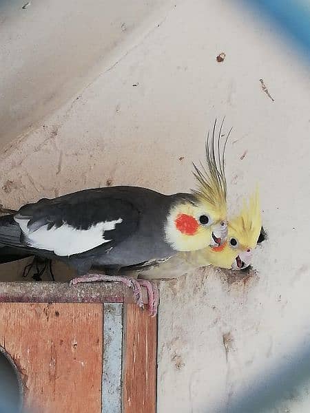 Exhibition Cockatiel Breeder Pair 2